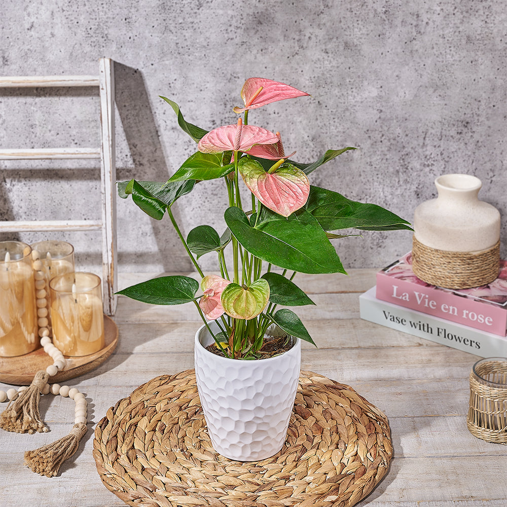 Blushing Pink Anthurium, plant gift, plant, anthurium gift, anthurium, Canada delivery