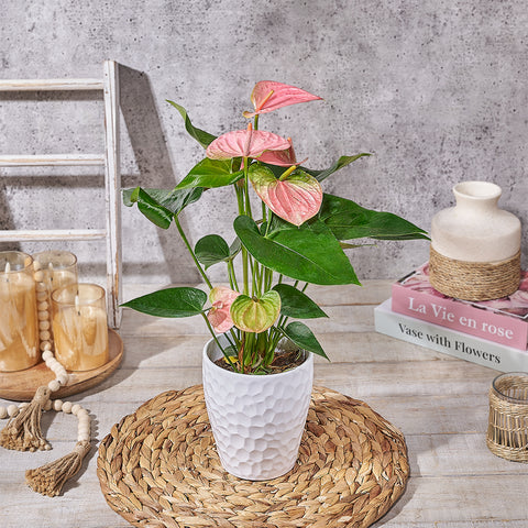 Blushing Pink Anthurium, plant gift, plant, anthurium gift, anthurium, Canada delivery