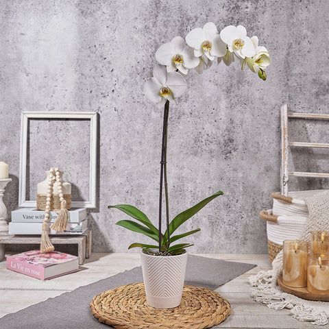 Lovely White Orchid Gift, plant gift, plant, orchid gift, orchid, Canada delivery