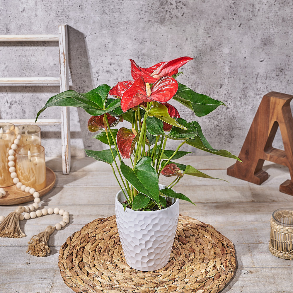 Ruby Red Potted Anthurium, plant gift, plant, anthurium gift, anthurium, Canada delivery