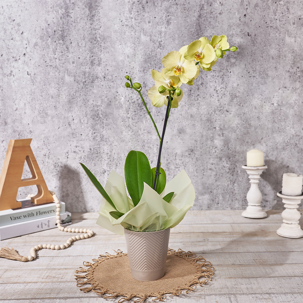 Yellow Orchid Gift, plant gift, plant, orchid gift, orchid, Canada delivery